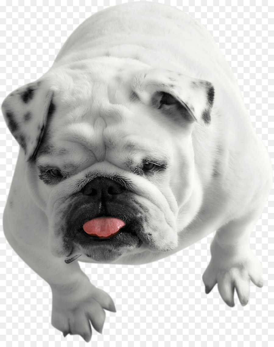 Fransiz Bulldog Yavrusu Amerikan Bulldog Old English Bulldog Kopek Yavrusu Seffaf Png Goruntusu