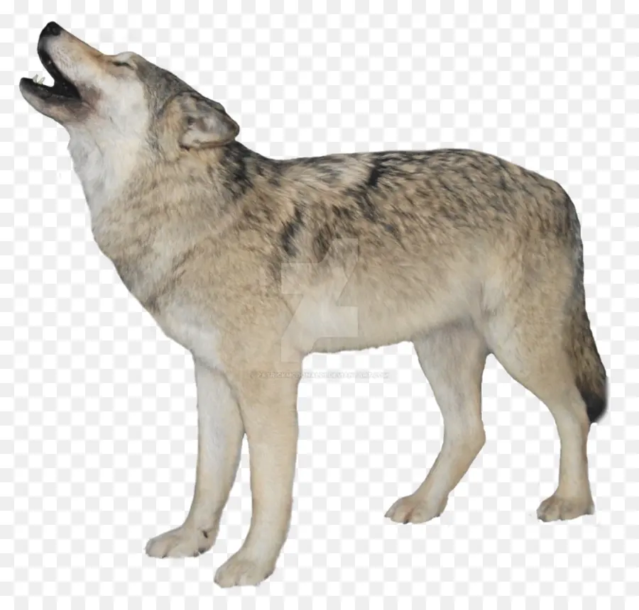 Kurt，Köpek PNG