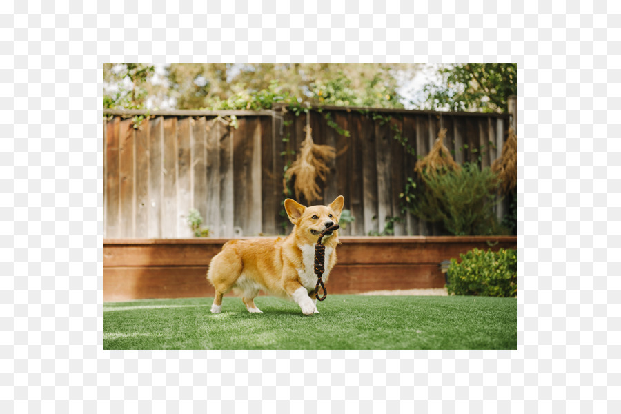 Pembroke Galler Corgi，Köpek ırkı PNG