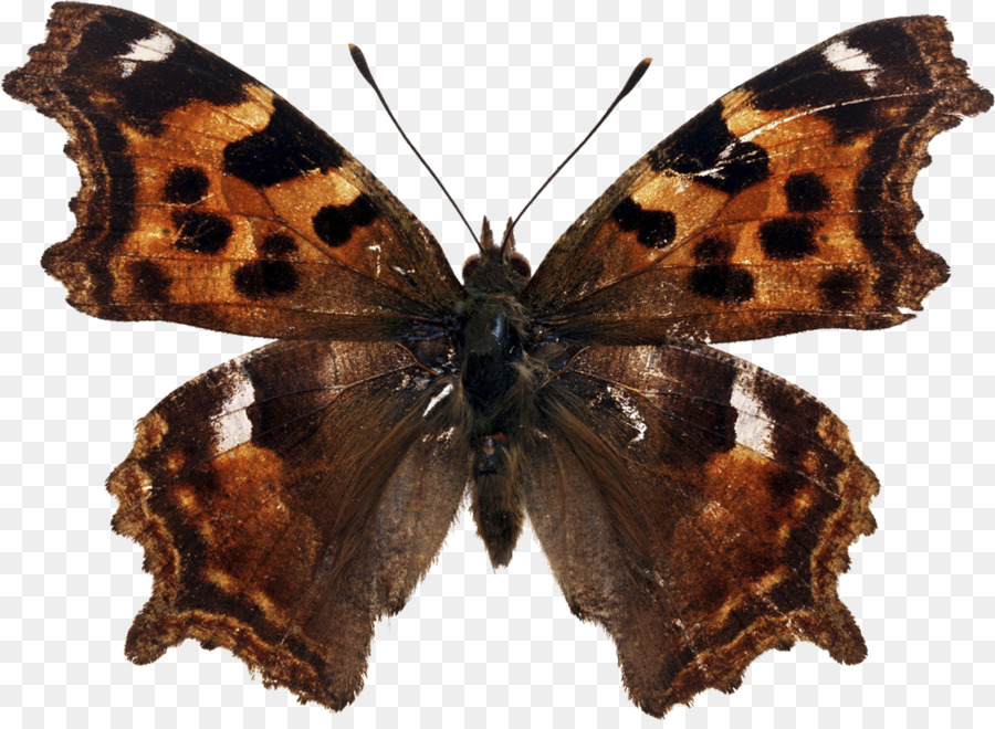 Kelebek，Güzel Kelebek PNG