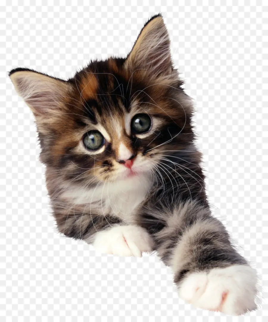 Yavru Kedi，Kedi PNG