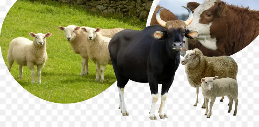 Cattle，Sheep PNG