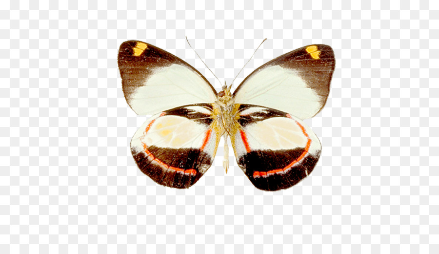 Kelebek，Güve PNG