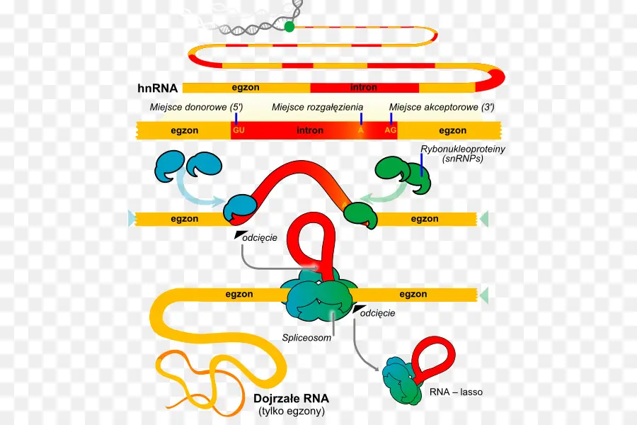 Rna Birleştirme，Genetik PNG