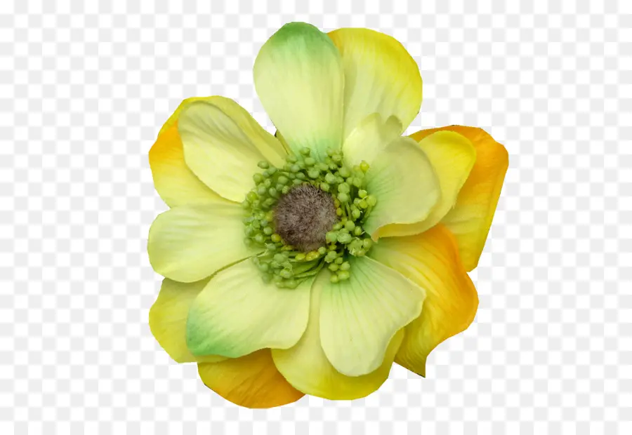 Anemon，Kesme çiçekler PNG