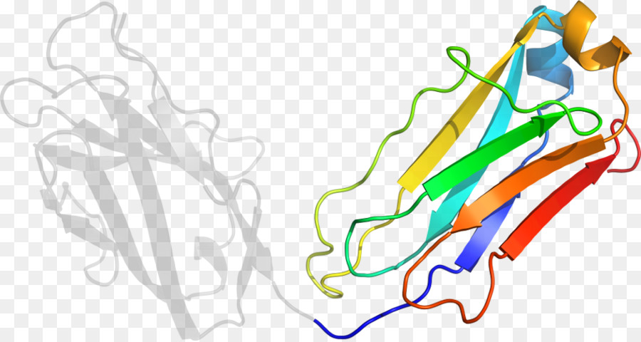 Protein Yapısı，Molekül PNG