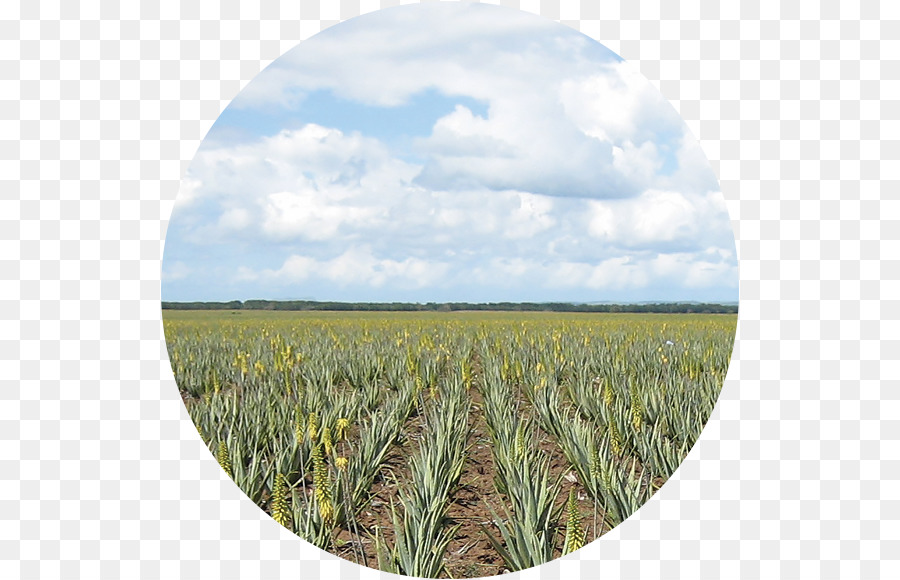 Aloe Vera，Sonsuza Kadar Yaşam Ürünleri PNG