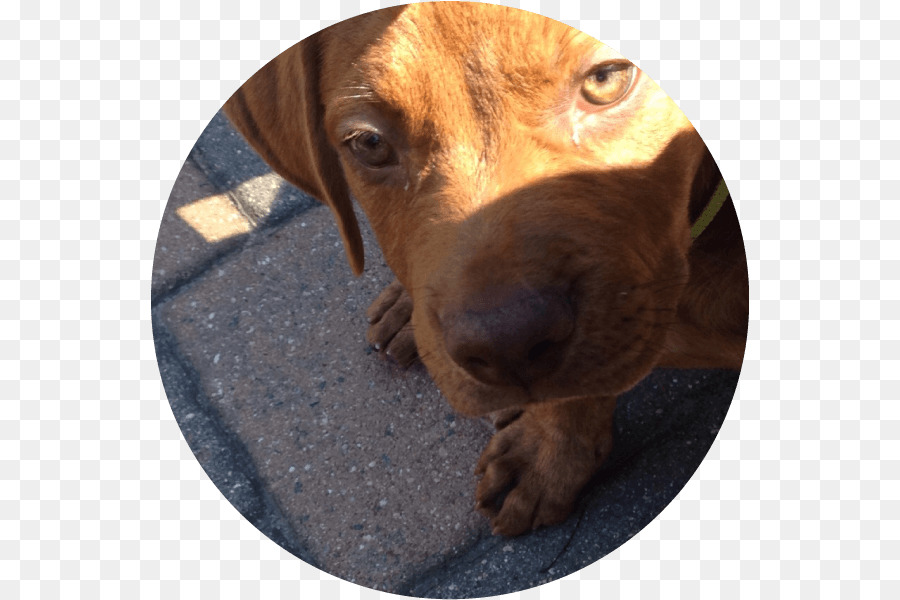 Redbone Coonhound，Onun Hound PNG