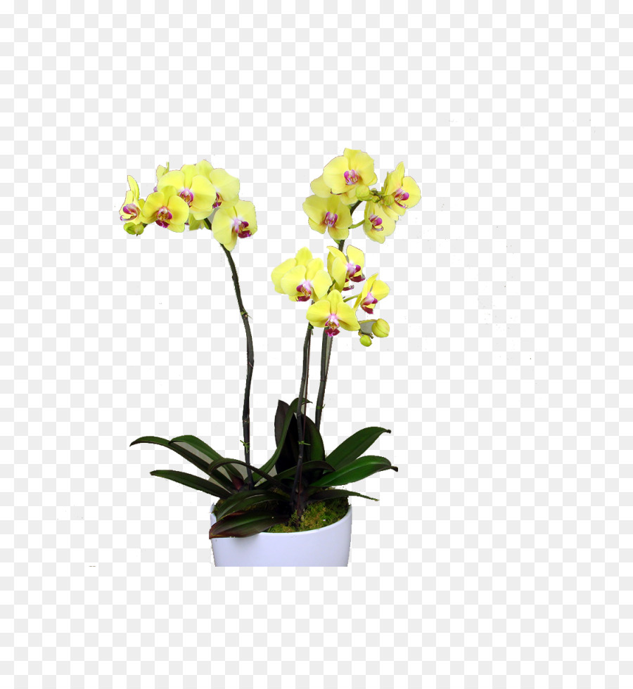 Güve Orkide，Dendrobium PNG