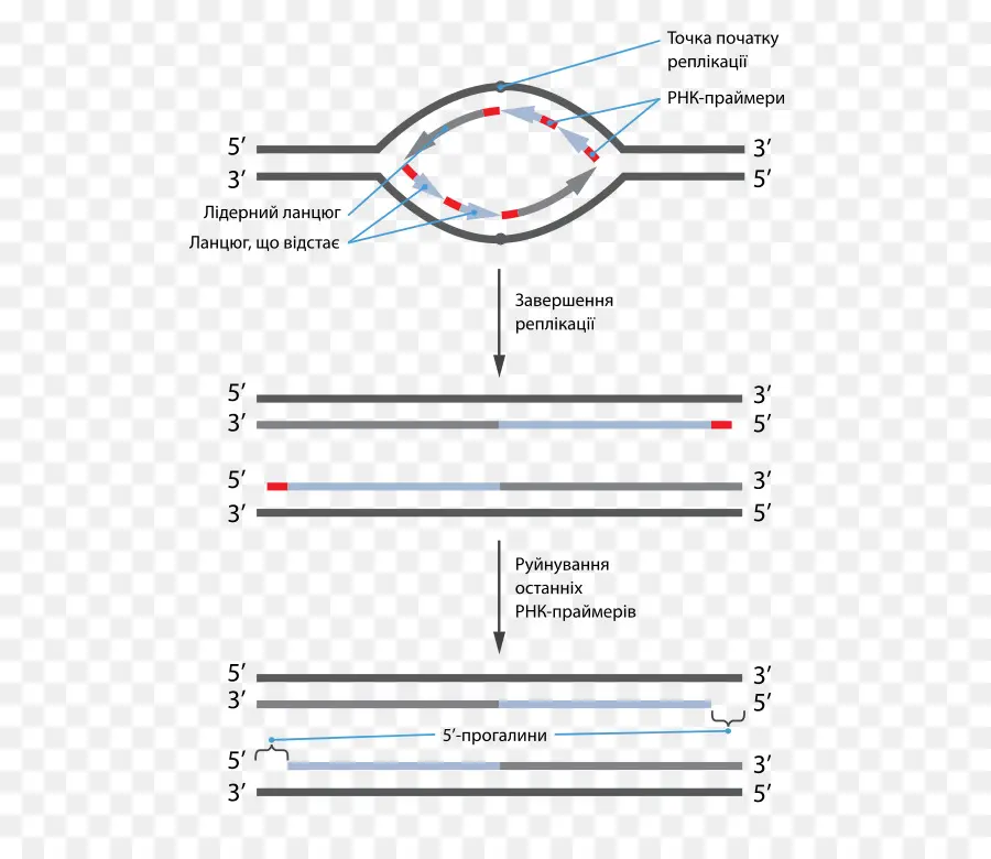 Dna Replikasyonu，Genetik PNG