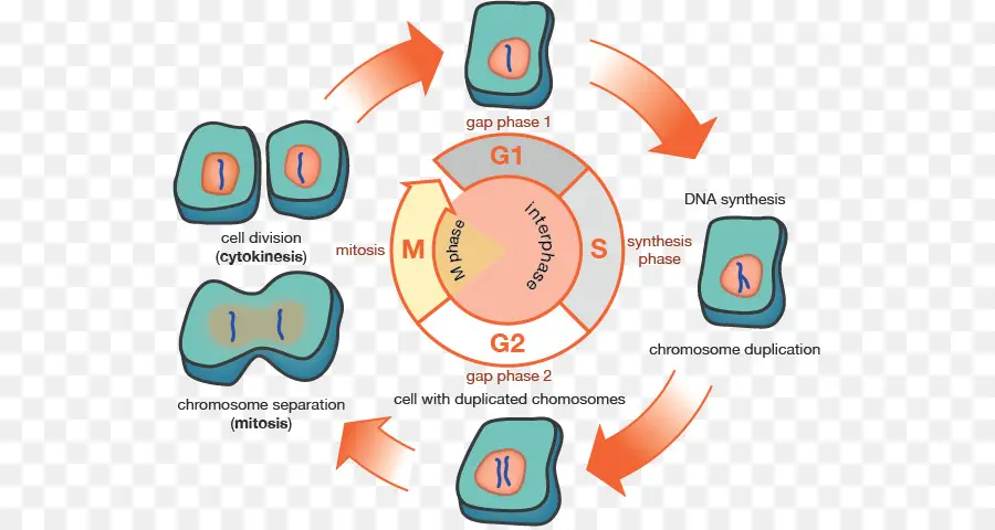 Hücre Döngüsü，Biyoloji PNG