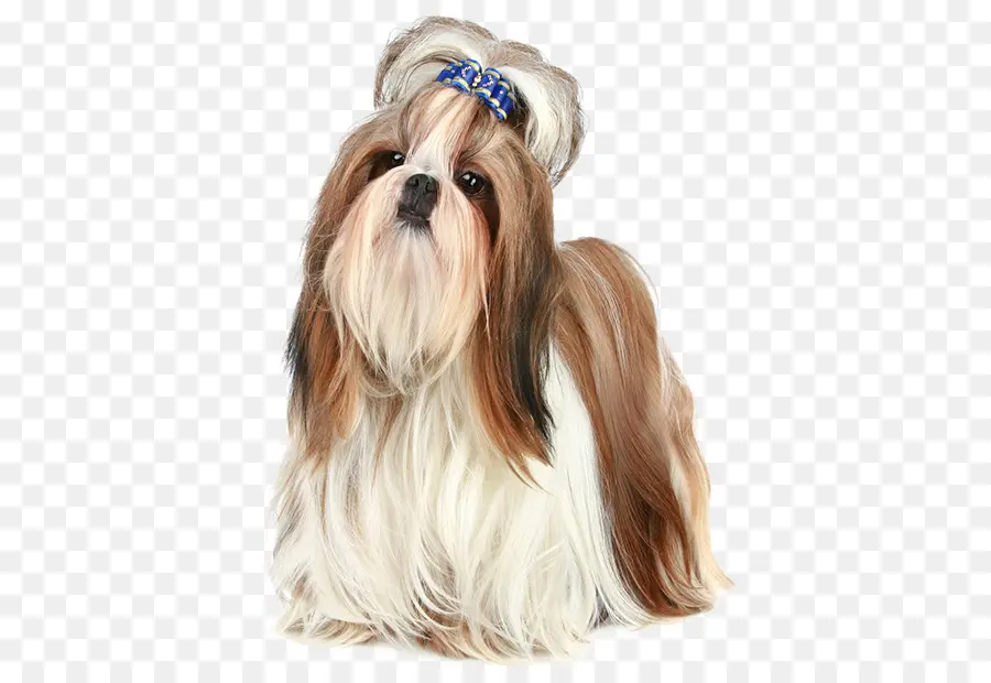 Shih Tzu Köpeği，Evcil Hayvan PNG