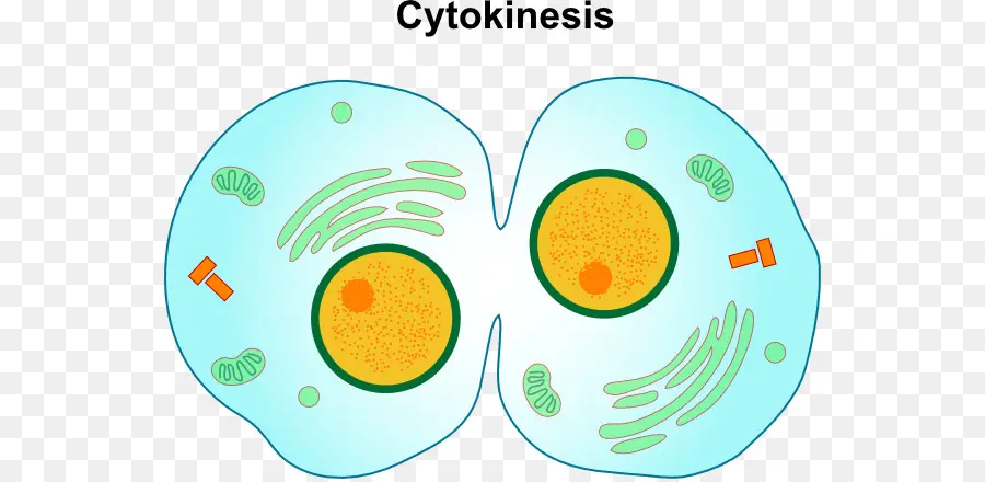 Sitokinez，Hücre Bölünmesi PNG