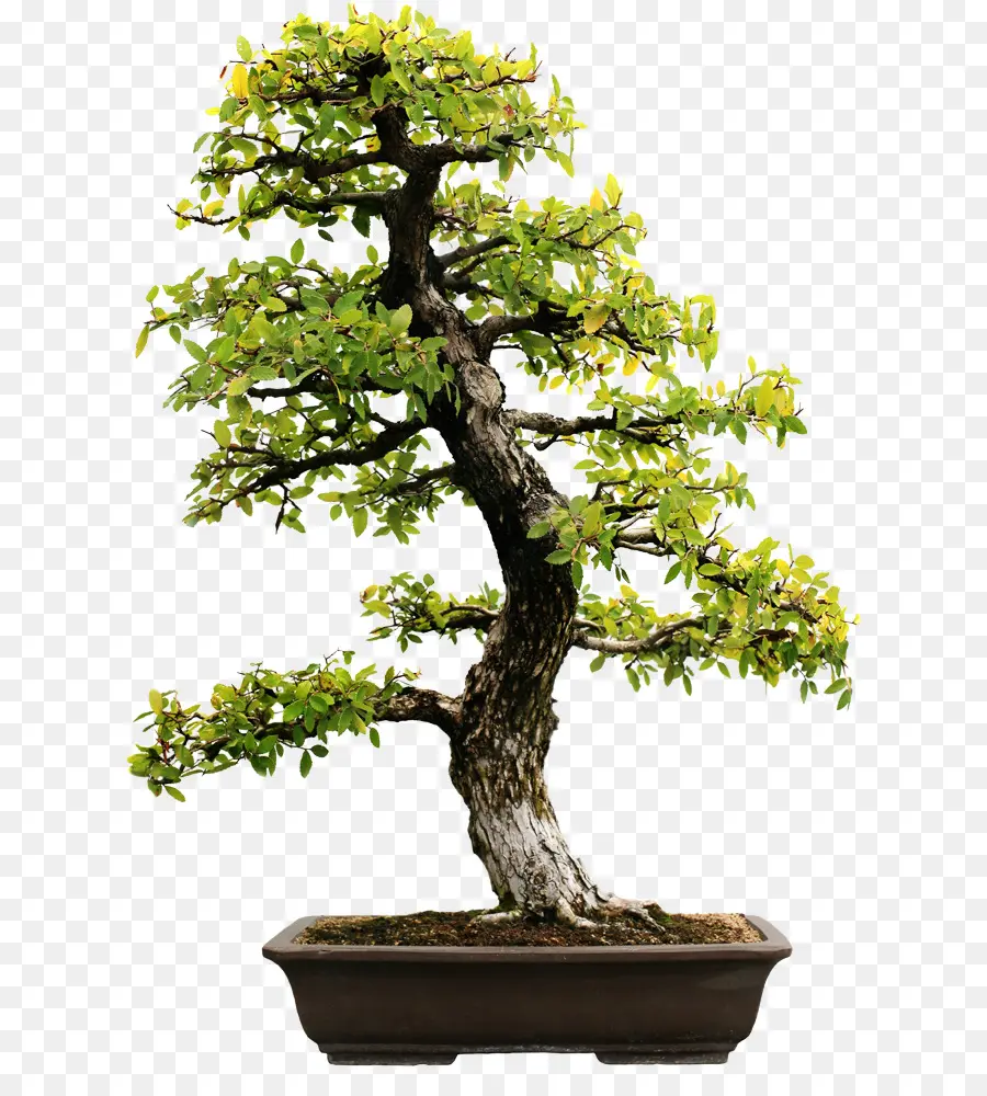 Bonsai Ağacı，Ağaç PNG