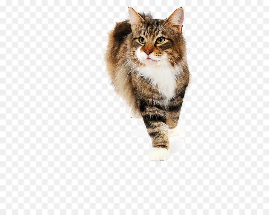 Kedi，Evcil Hayvan PNG