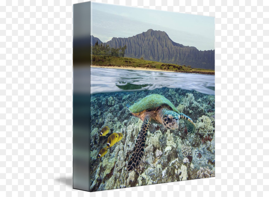 Deniz Kaplumbağası，Oahu PNG
