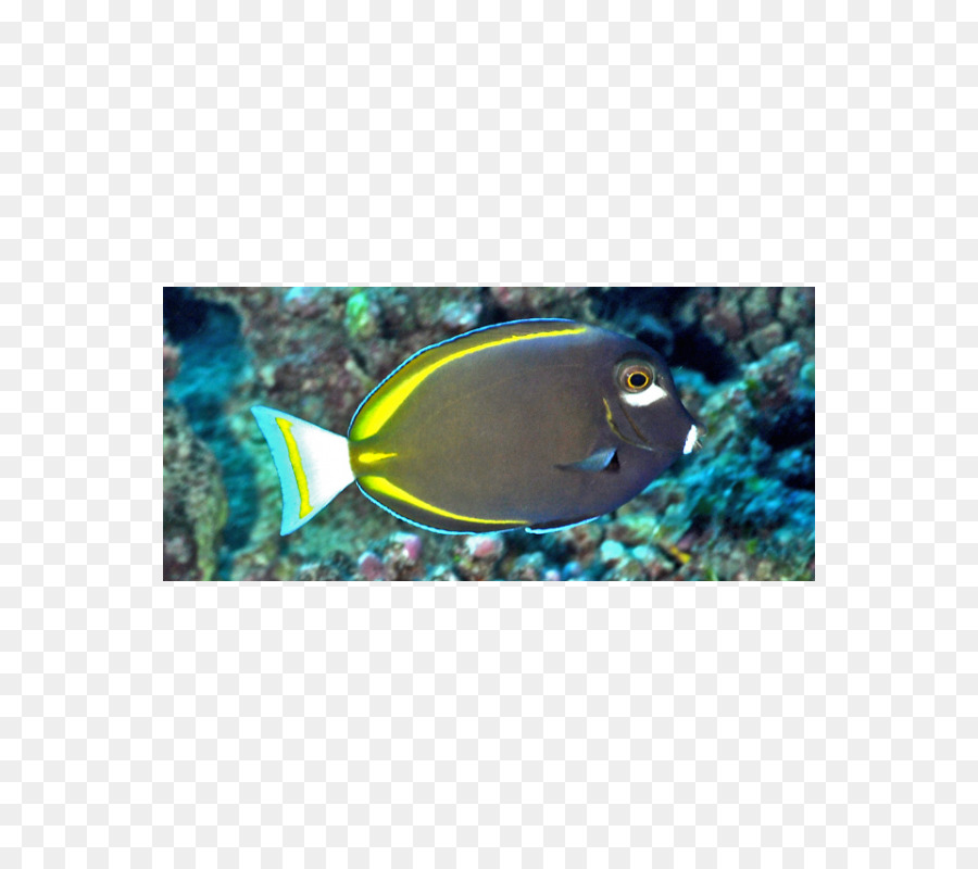 Whitecheek Surgeonfish，Balık PNG