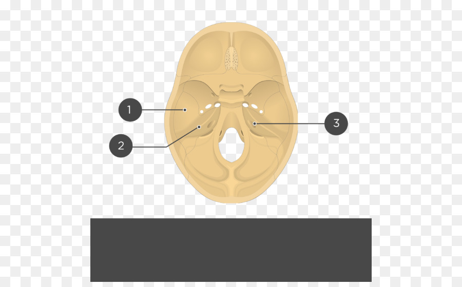 Kafatası Temel Diyagramı，Tıbbi PNG