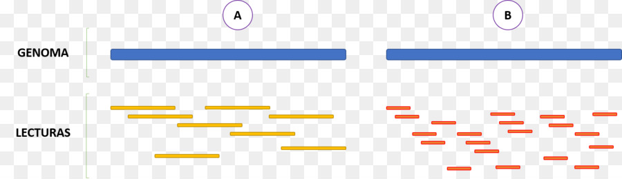 Dna Dizileme，Sıralama PNG