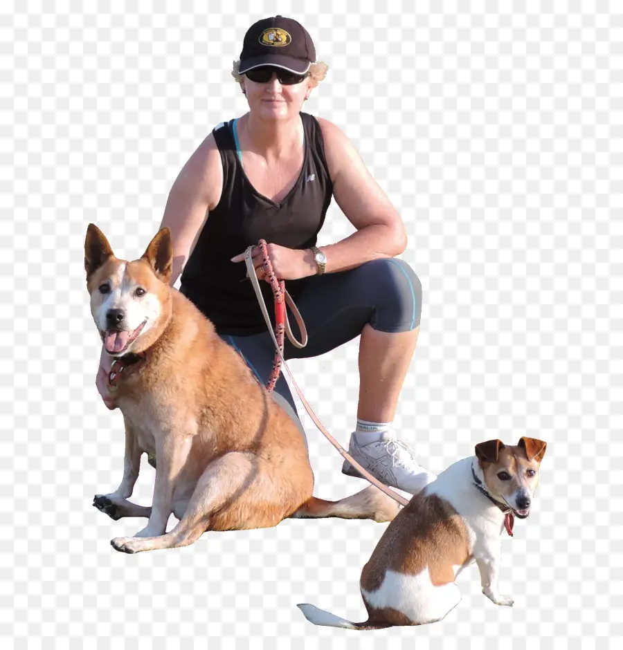 Köpek ırkı，Köpek PNG