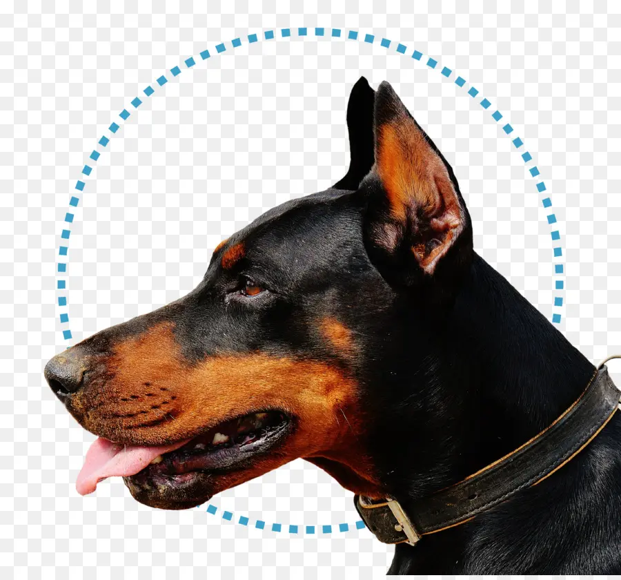 Doberman，Evcil Hayvan PNG