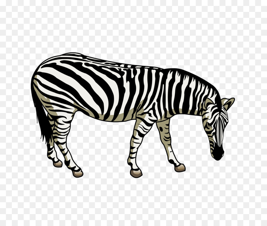 Renkli Zebra，Çizgili PNG