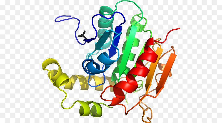 Protein Yapısı，Molekül PNG