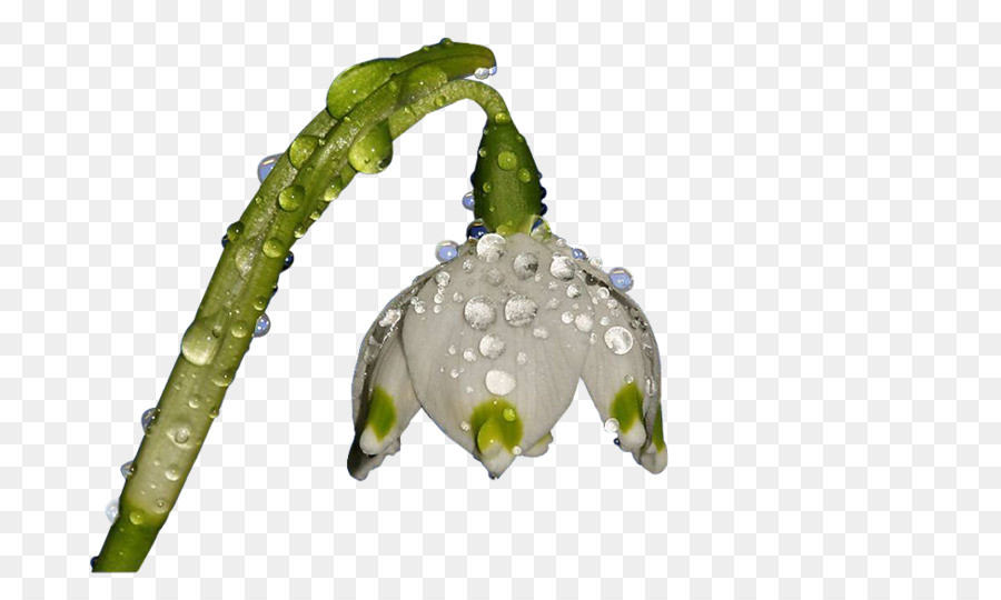 Bunchflowered Nergis，Indir PNG