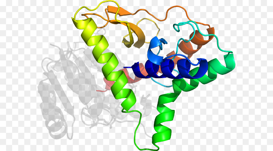 Protein Yapısı，Molekül PNG