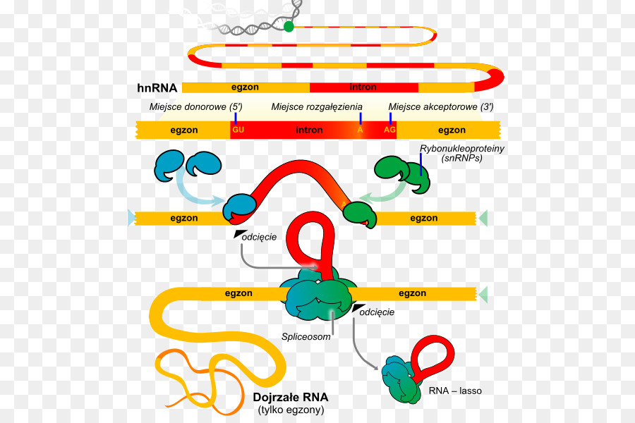 Rna Yapistirma Genetik Kucuk Nukleer Rna Biyokimya Yapistirma Vektor Seffaf Png Goruntusu