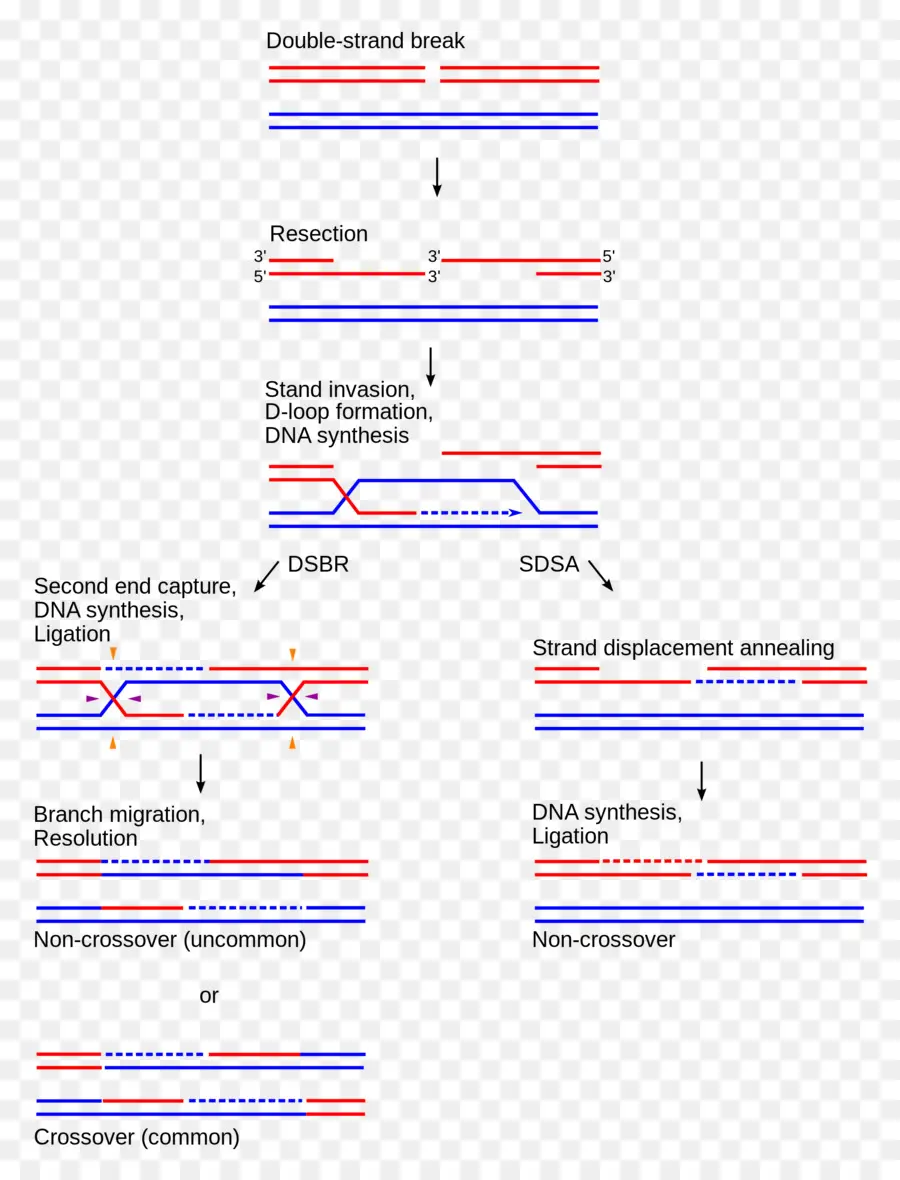 Dna Onarım Yolları，çift ​​iplikli Kırılma PNG