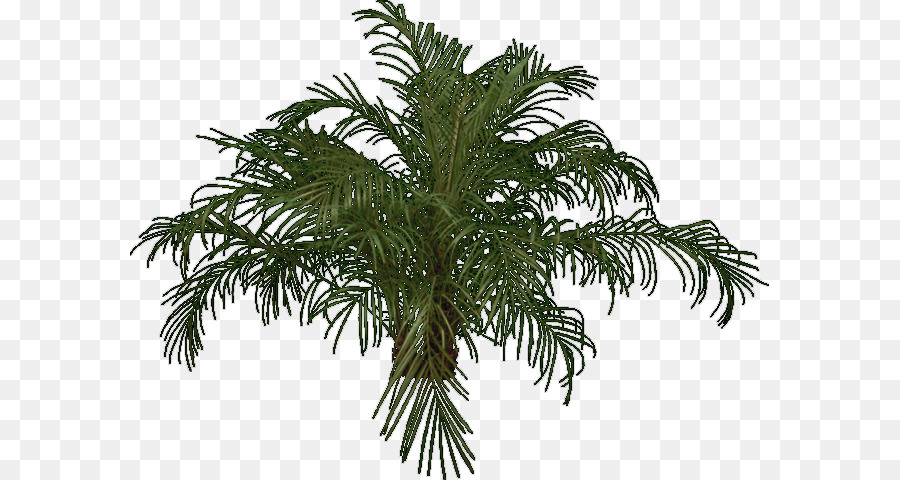 Babassu，Palmiye Ağaçları PNG
