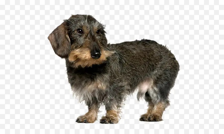 Dachshund Köpeği，Evcil Hayvan PNG