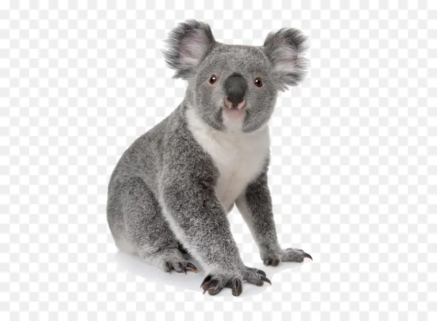 Koala，25 Ten Fazla Hayvanat Bahçesindeki Hayvanlar Için Hayvanat Bahçesi Hayvanları Stepbystep Talimatları çizmek Için öğrenin PNG
