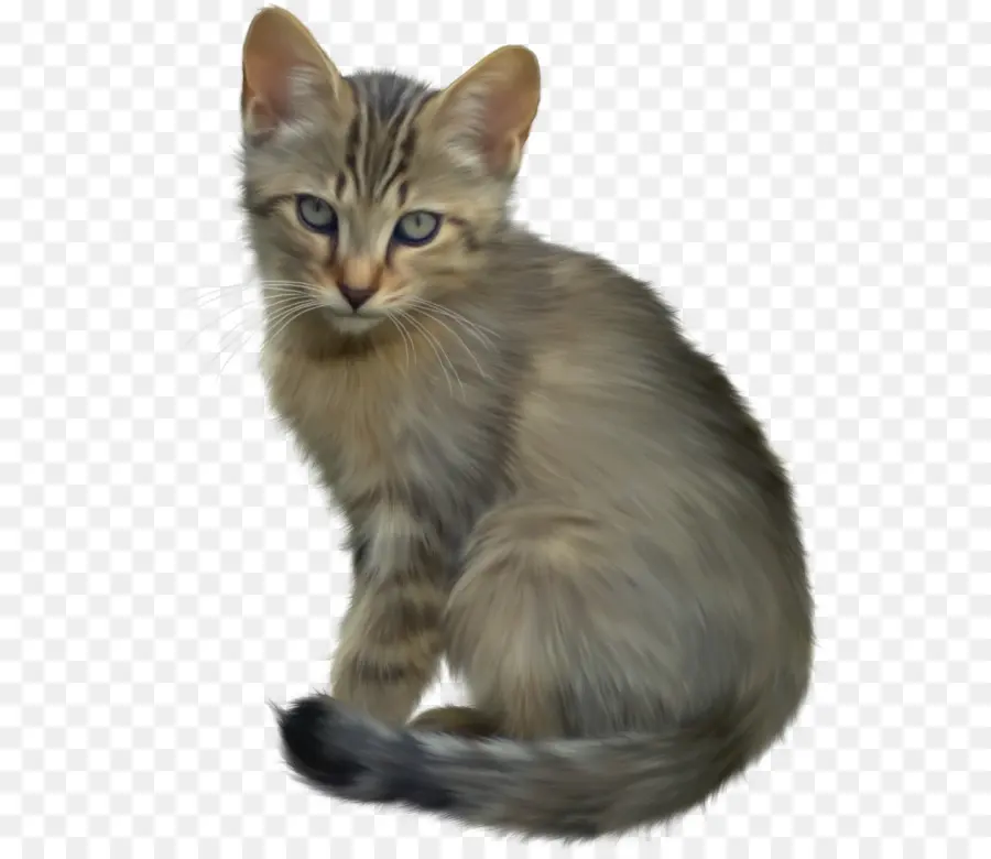 Kara Kedi，Kedi PNG