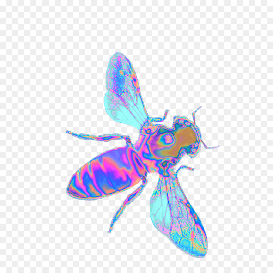 Arı，Ortak Eşekarısı Ve Arıların özellikleri PNG