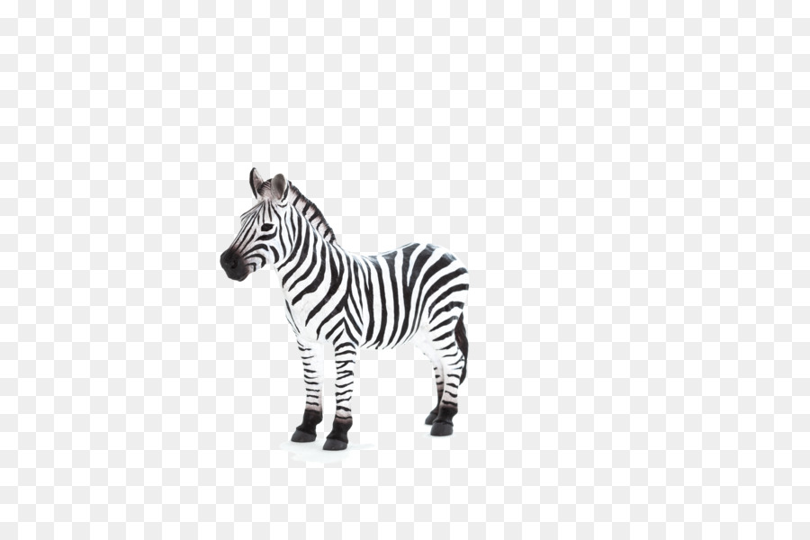 Bebek Zebra，Yaban Hayatı PNG