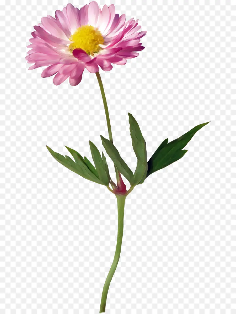çiçek，Ortak Daisy PNG