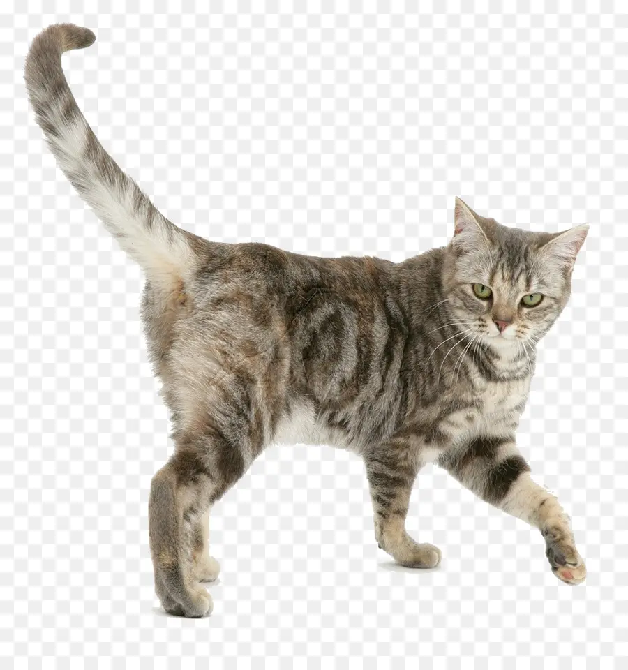 Gri Kedi，Kedi PNG