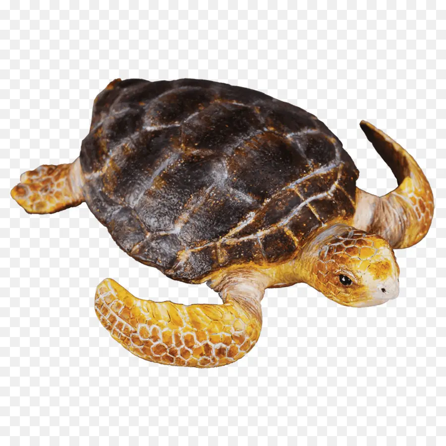 Kaplumbağa，Oyuncak PNG