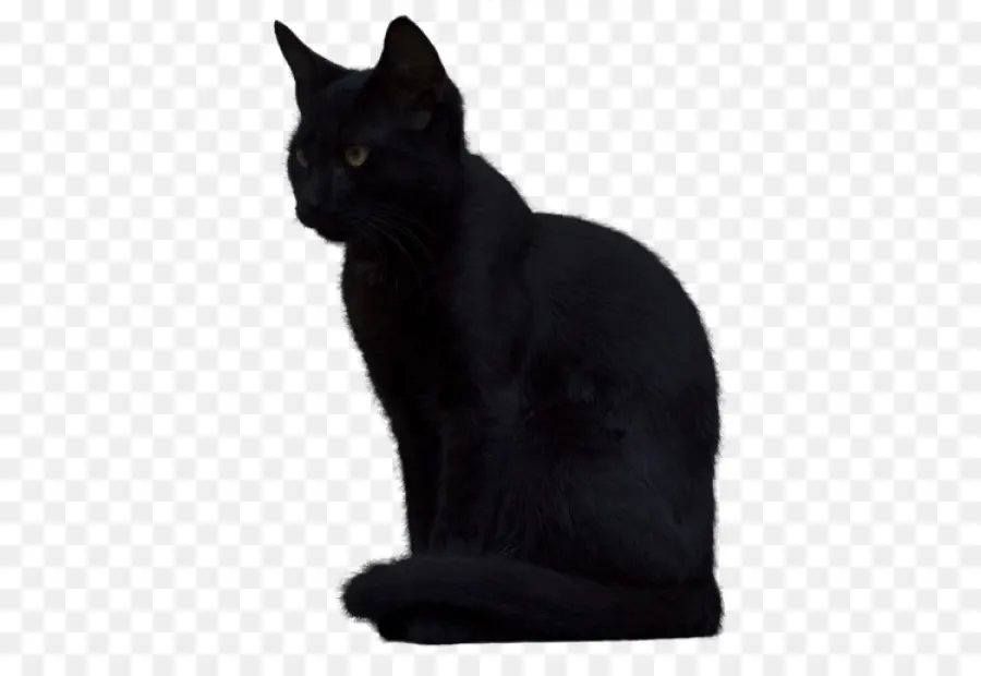 Kara Kedi，Evcil Hayvan PNG