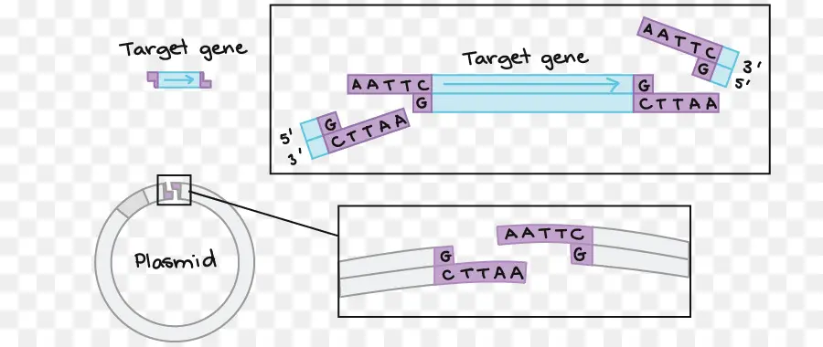 Gen Düzenleme，Plazmit PNG