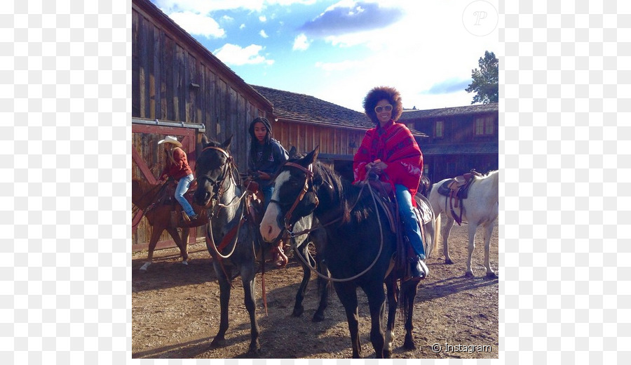 Katır，Mustang PNG