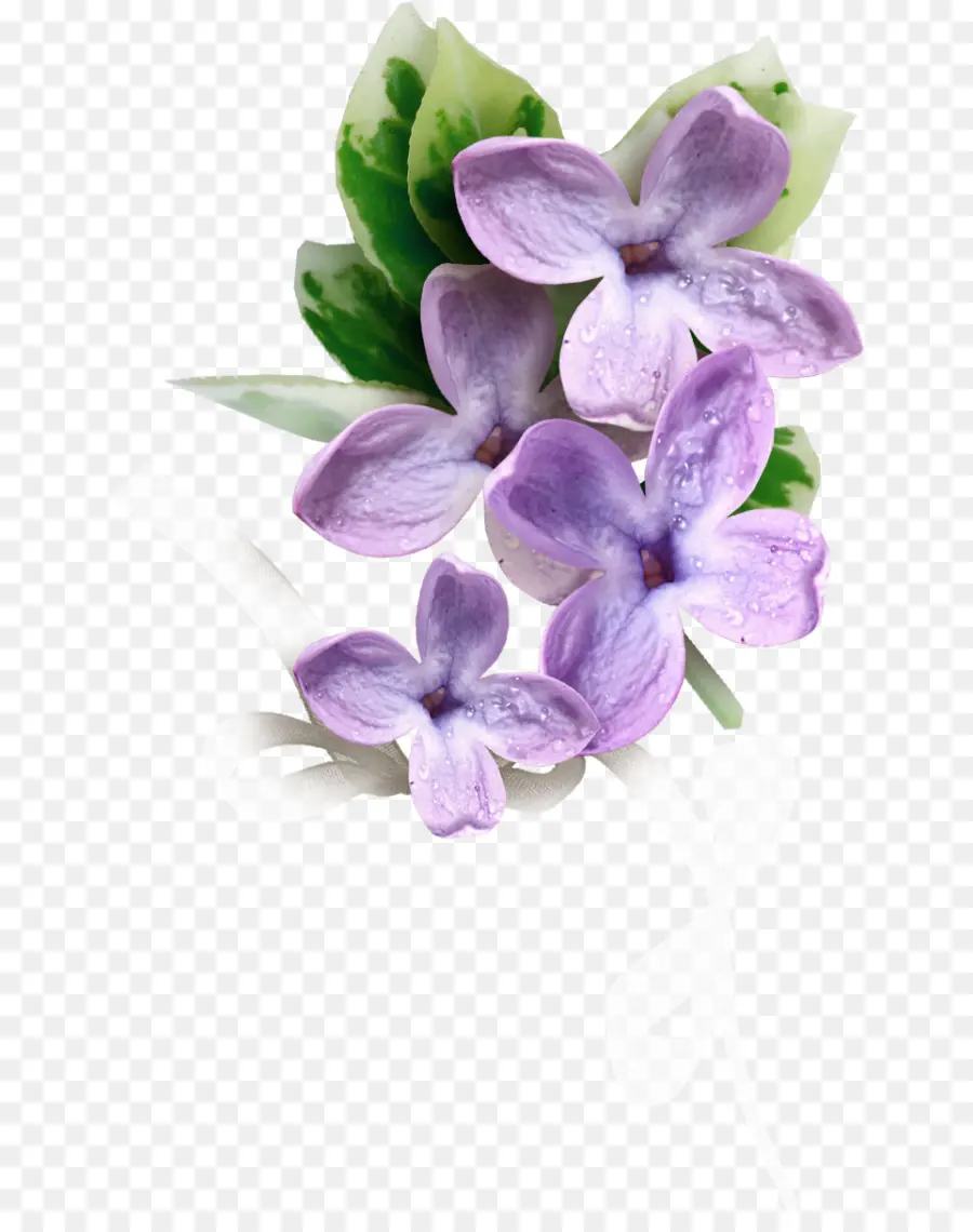 çiçek，Bitkiler PNG