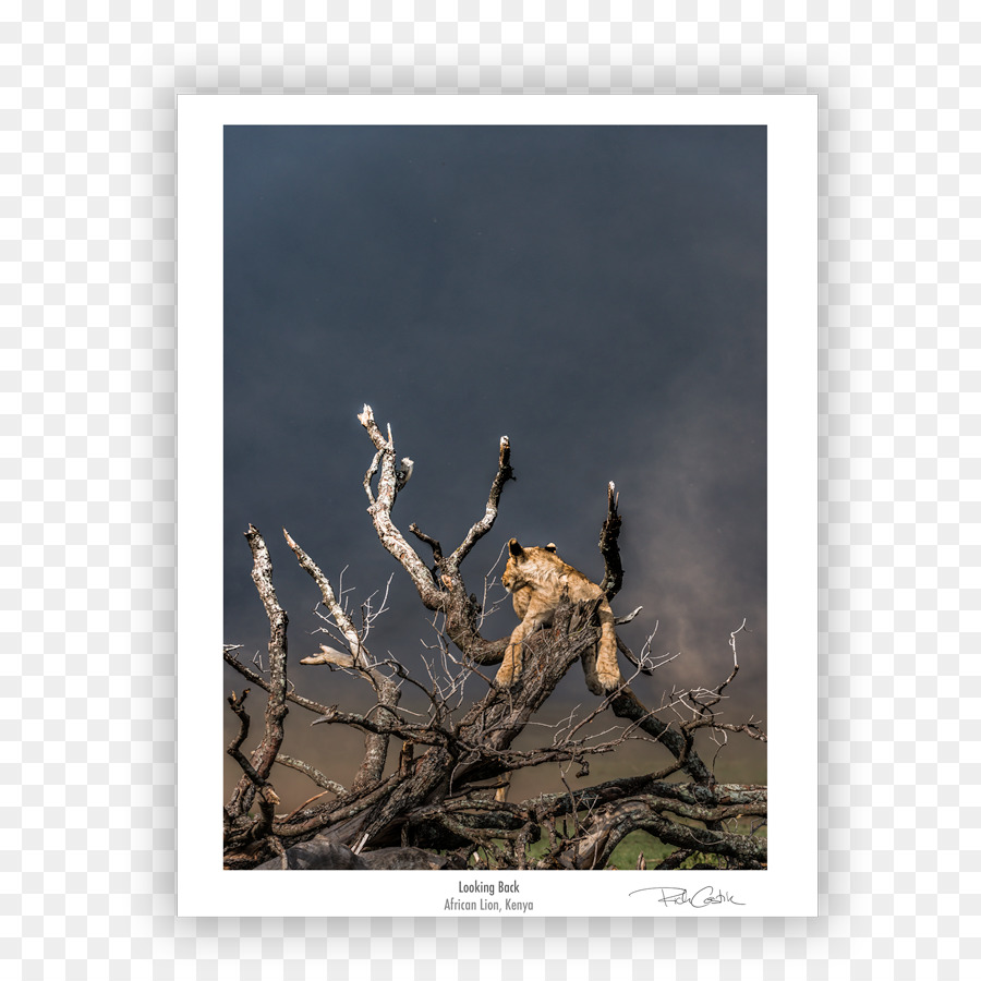 Fauna，Yaban Hayatı PNG