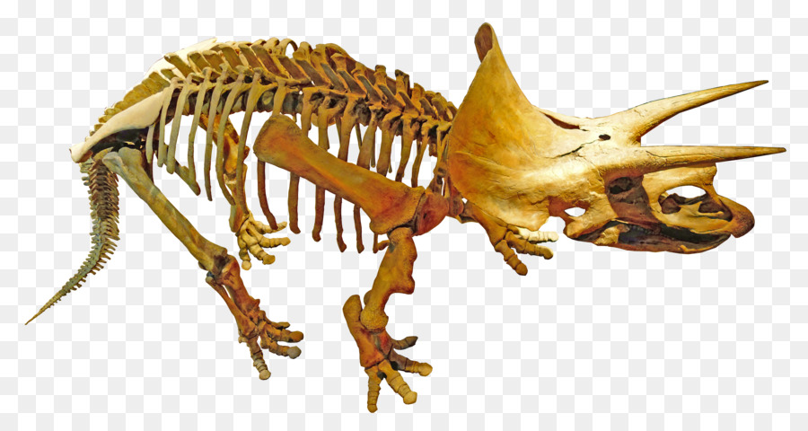 Kraliyet Tyrrell Paleontoloji Müzesi，Triceratops PNG