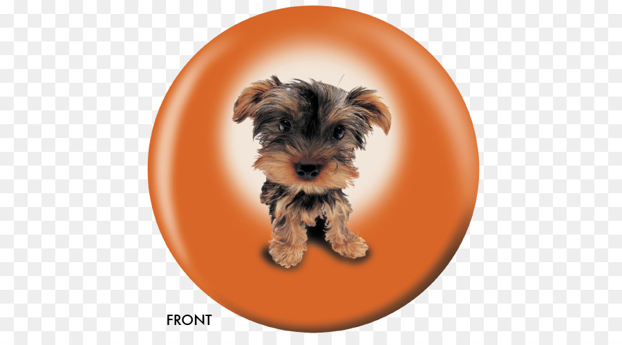 Yorkshire Terrier，Köpek Yavrusu PNG