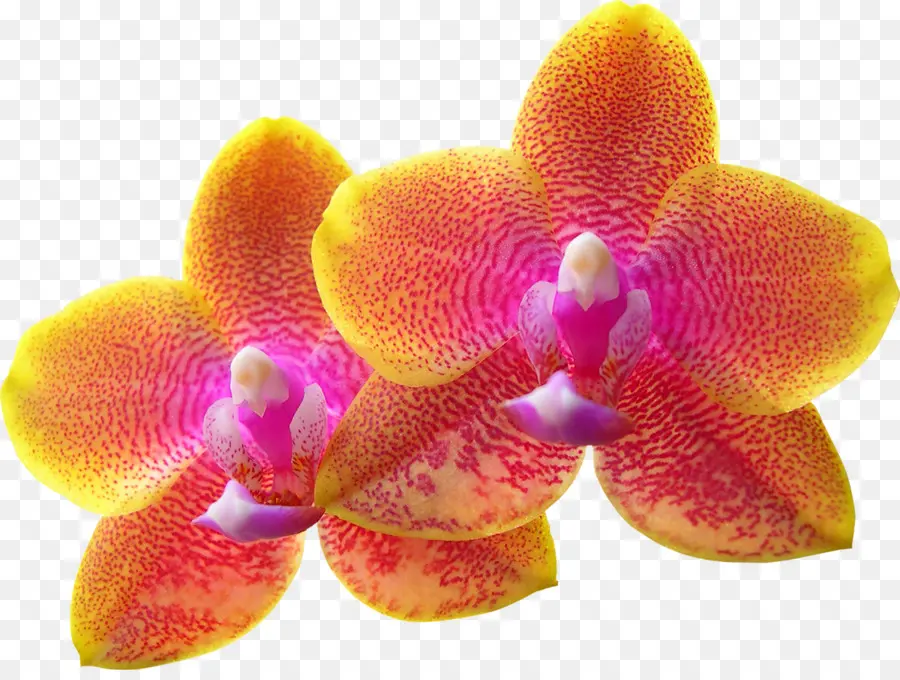 Orkide，Zodyak PNG