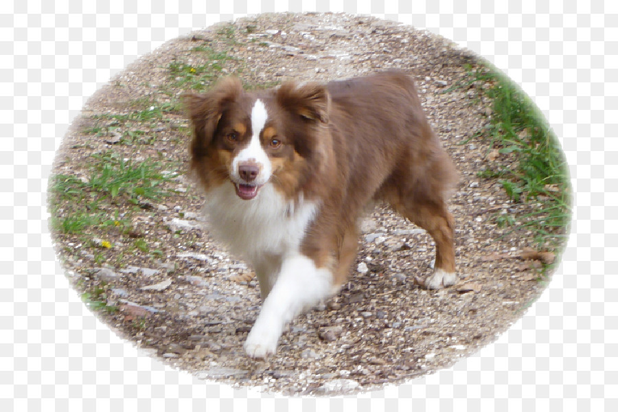 Avustralya Coban Minyatur Amerikan Coban Kopegi Border Collie Rough Collie Irki Avustralya Coban Seffaf Png Goruntusu