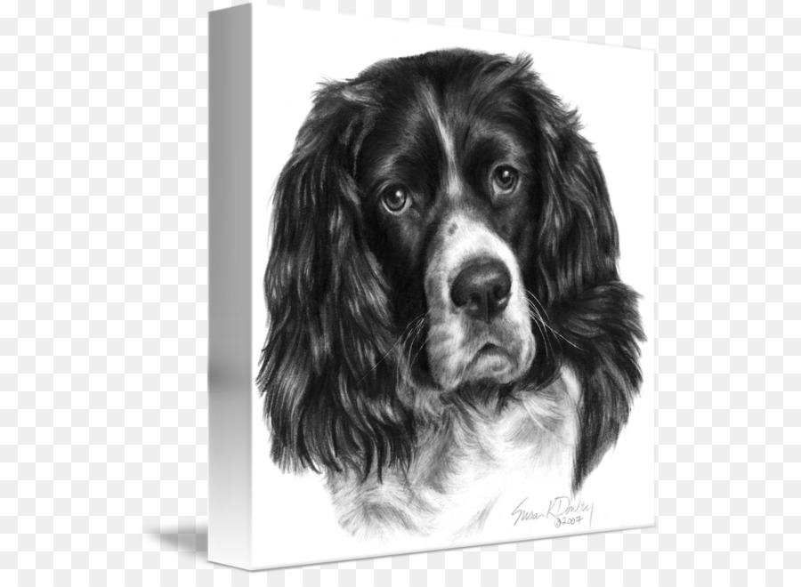 Alan Spaniel，İngilizce Springer Spaniel PNG